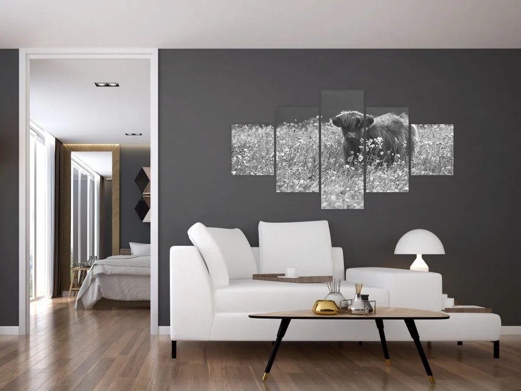 Obraz - Szkocka krowa 5, czarno - biały (125x70 cm)