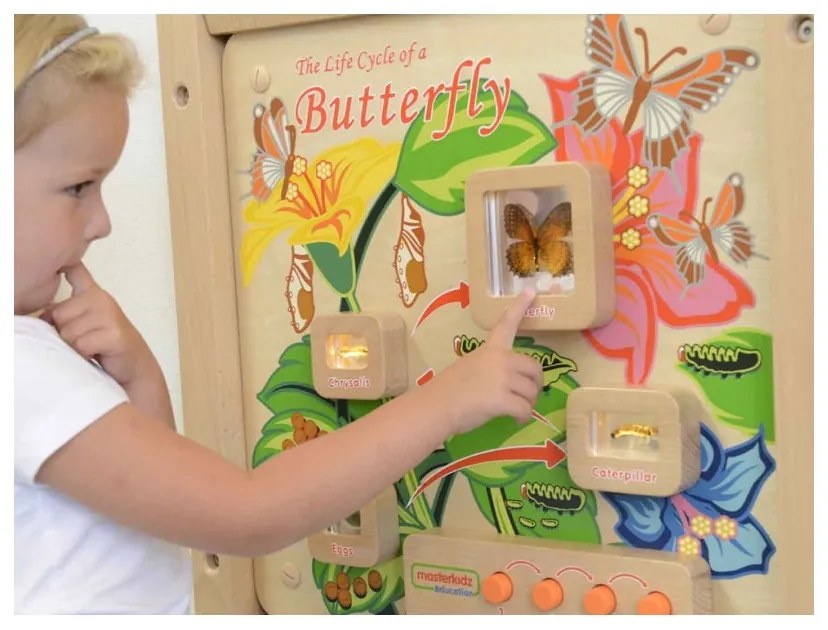 Cykl życia motylka tablica edukacyjna masterkidz