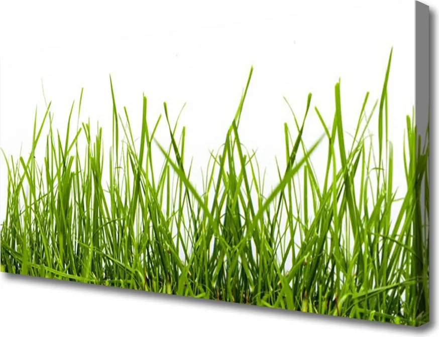 Fotoobraz na płótnie Soczysta Zielona Polana