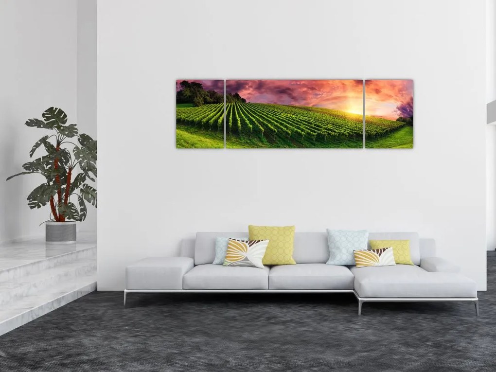 Obraz winnicy z kolorowym niebem (170x50 cm)
