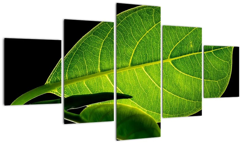 Obraz - zielony liść (125x70 cm)