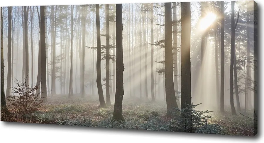 Duży Foto obraz na płótnie Mgła w lesie