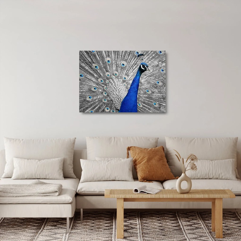Obraz na szkle - niebieski paw (70x50 cm)