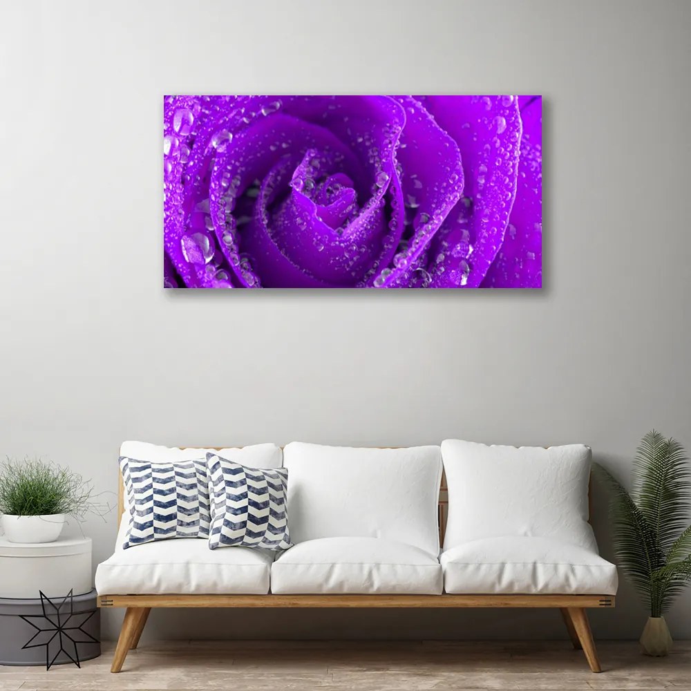 Obraz na płótnie Aksamitna Róża w Rozkwicie