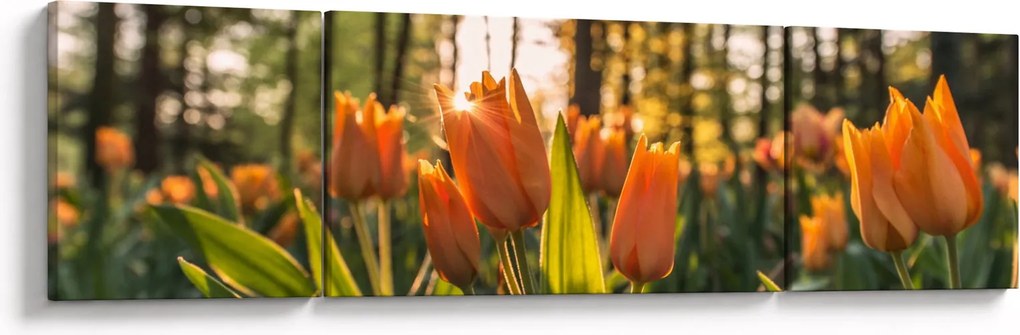 Obraz - pomarańczowe tulipany (170x50 cm)