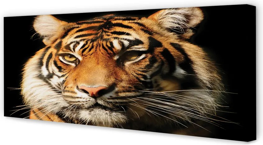 Zdjęcie na płótnie Dzikie Spojrzenie Tygrysa