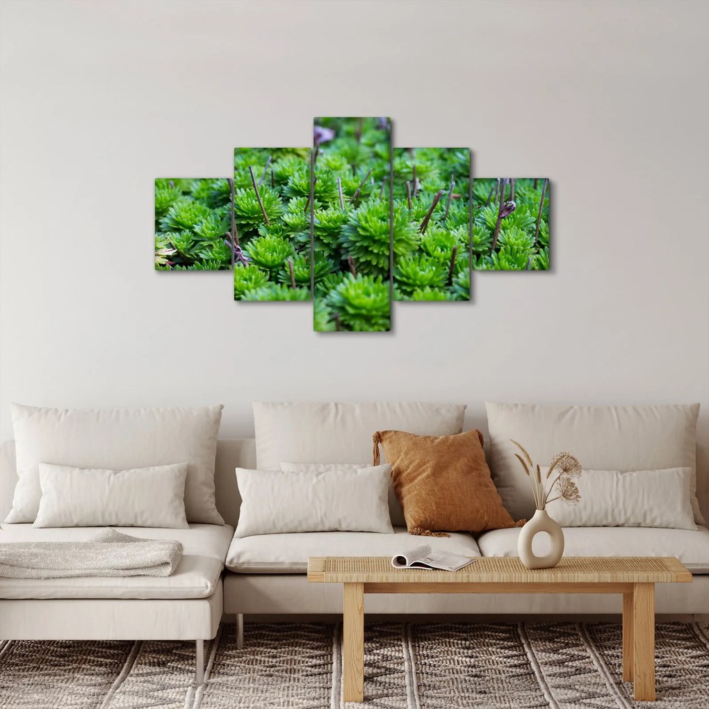 Obraz sukulentów (125x70 cm)