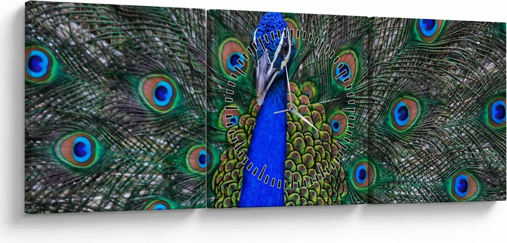 Obraz - Paw (z zegarem) (90x30 cm)