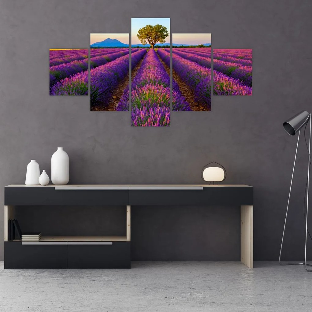 Obraz - Pole lawendy (125x70 cm)