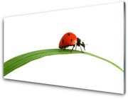 Obraz Akrylowy Biedronka Natura