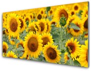 Panel Szklany Słoneczniki Roślina Natura