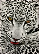 Dywan Koloreo Dzikie Cętki 120x170 Prostokąt