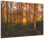 Obraz jesiennego lasu (70x50 cm)