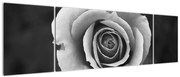 Obraz róży (170x50 cm)