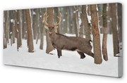 Obraz na płótnie Jeleń zima las