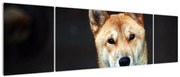 Obraz psa (170x50 cm)