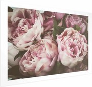 Plakat Różowe piwonie 60x40 cm bez ramy z marginesem ARTGEIST B