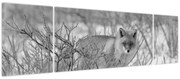 Obraz - Lis, czarno - biały (170x50 cm)