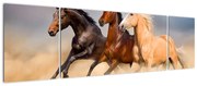 Obraz - Dzikie konie (170x50 cm)