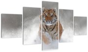 Obraz tygrysa biegnącego po śniegu (125x70 cm)