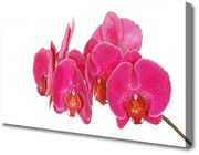 Obraz na Płótnie Kwiaty Roślina