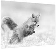 Obraz - Skaczący lis, czarno - biały (70x50 cm)