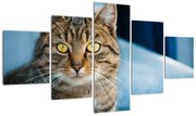 Obraz - Kot domowy (125x70 cm)