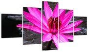 Obraz - różowy kwiat (125x70 cm)