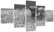 Obraz - Szkocka krowa 5, czarno - biały (125x70 cm)