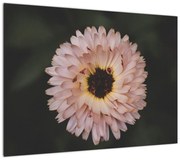 Obraz pomarańczowego kwiatu (70x50 cm)