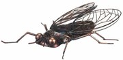 Metalowa dekoracja ogrodowa Fly, 36 x 28 x 9 cm