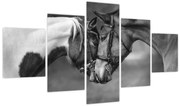 Obraz - Zakochane konie, czarno - biały (125x70 cm)