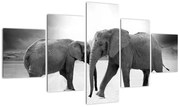 Obraz - czarno - białe słonie (125x70 cm)