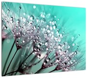 Obraz - zroszona roślina (70x50 cm)