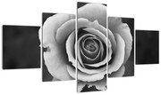 Obraz róży (125x70 cm)