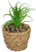 Dekoracja Tree Aloe 20cm