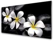 Panel Kuchenny Kwiat Plumeria Roślina