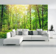 Fototapeta - las (196x136 cm)