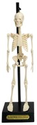 Model szkieletu Rex London Anatomical