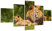 Obraz lwów (125x70 cm)