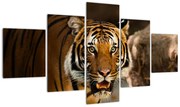 Obraz tygrysa (125x70 cm)