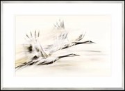 Obraz Żurawie, Seria Shanghai