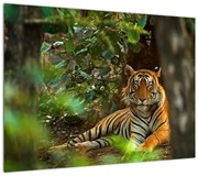 Obraz odpoczywającego tygrysa (70x50 cm)