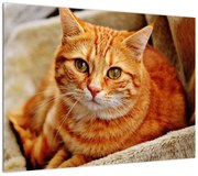 Obraz leżącego kota (70x50 cm)