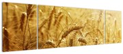 Obraz - Kłosy zboża (170x50 cm)