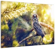 Obraz sowy na drzewie (70x50 cm)