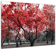 Obraz - Czerwone drzewa, Central Park, New York (70x50 cm)