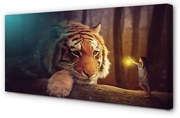 Obraz na płótnie Tygrys las człowiek