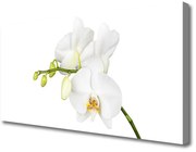 Obraz Canvas Orchidea Kwiaty Natura