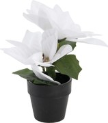 Gwiazda betlejemska sztuczna w doniczce, wys. 18 cm